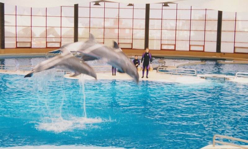 010-Dolphin Show.jpg